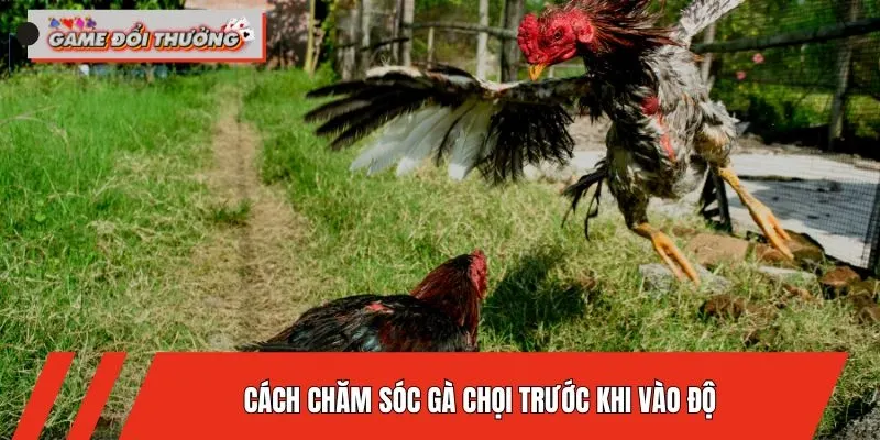 cach-cham-soc-ga-choi-khi-vao-do