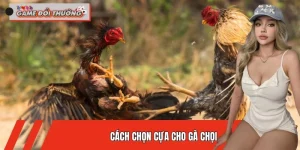 cach-chon-cua-cho-ga-choi