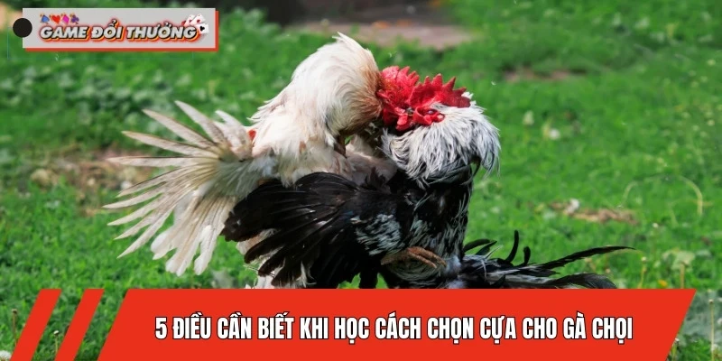 cach-chon-cua-cho-ga-choi-5-dieu-can-biet-khi-hoc