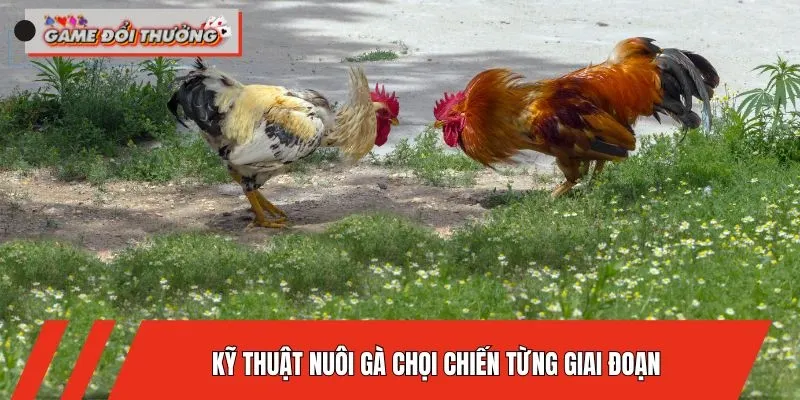 ky-thuat-nuoi-ga-choi-chien-tung-giai-doan
