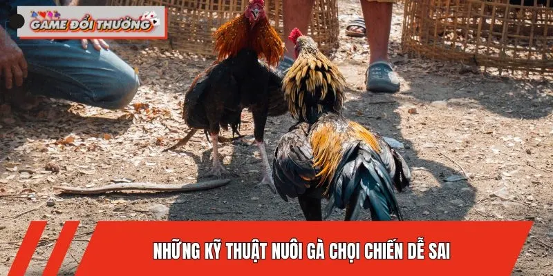 nhung-ky-thuat-nuoi-ga-choi-chien-de-sai